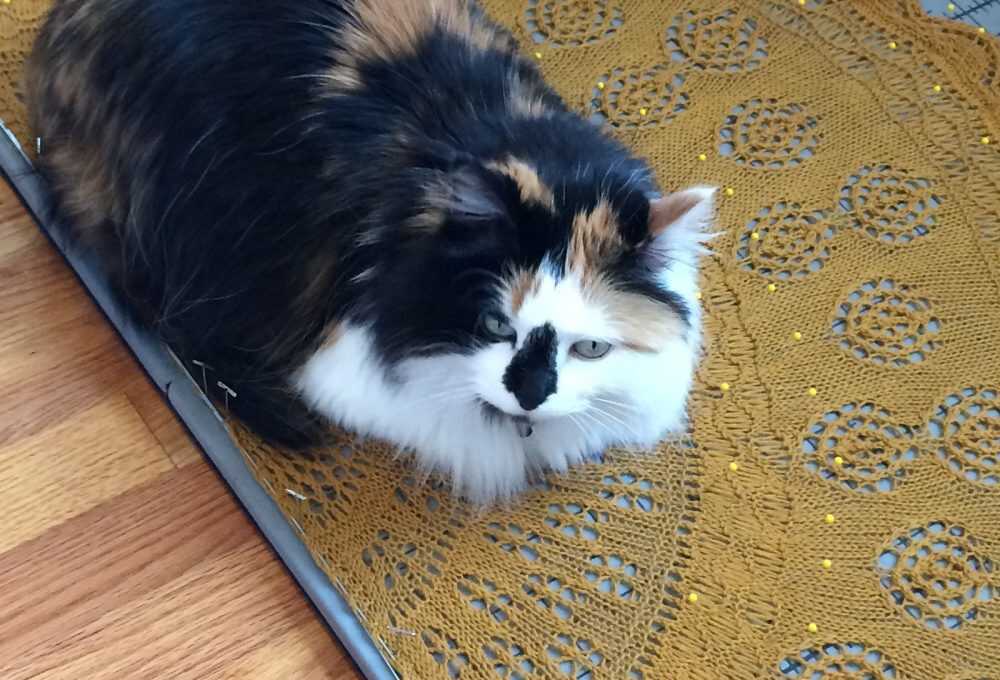 Cat sitting on blocking shawl