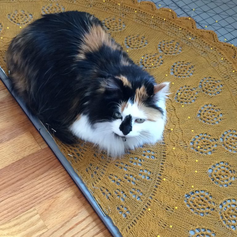 Cat sitting on blocking shawl
