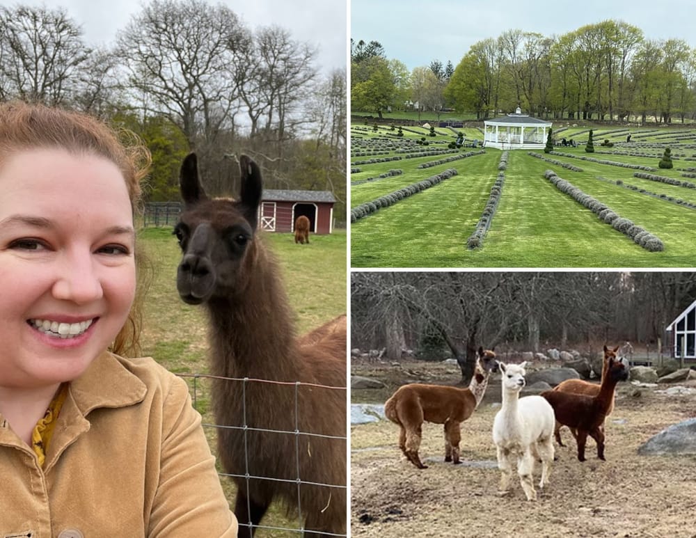 Lavender Waves Farm Animals - Farm Stay in Rhode Island